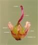  Stamens and Pistil